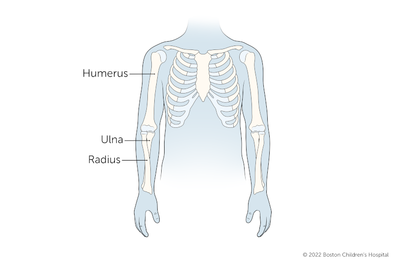 Illustration of the anatomy of the arm, showing placement of humerus, ulna, radius