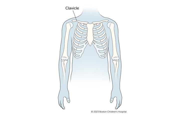 an illustration of the top half of a skeleton with the word clavicle above the left shoulder and a line underneath pointing to the large bone at the top of the ribcage below the neck.