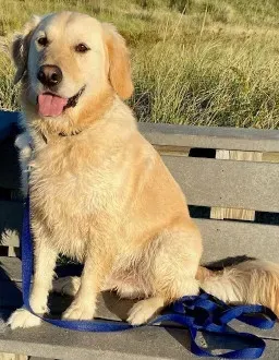 Dog sits on bench and poses for camera