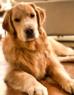 Dog lounges on hardwood floor