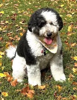 Dog sits on rear legs on grass with fallen leaves nearby