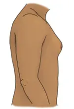 illustration of male body, from side view, with pointed, slightly enlarged breasts
