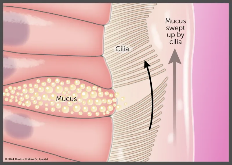 An illustration shows mucus being swept up by cilia.
